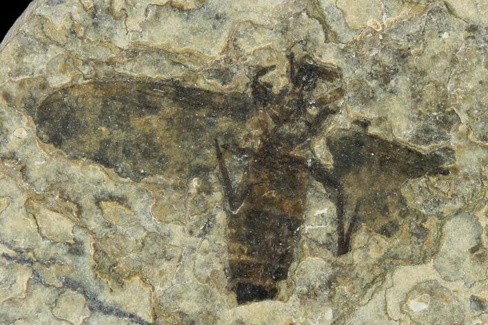 Fossil March Fly (Plecia) - Green River Formation #138490
